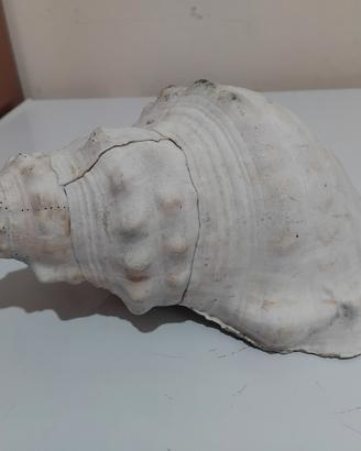 conchiglia per l'acquario 