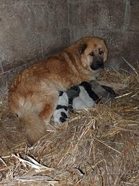 Cuccioli XXL - Caucaso x San Bernardo