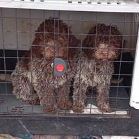 Lagotto cane da tartufo
