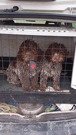 Lagotto cane da tartufo