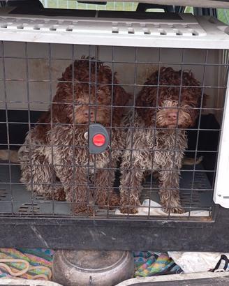 Lagotto cane da tartufo