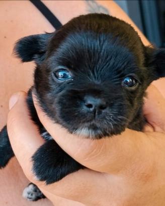 Chihuahua ciuaua ciwawa