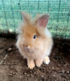 Conigli nani Ariete o Testa di Leone