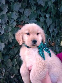 Golden retriever cuccioli