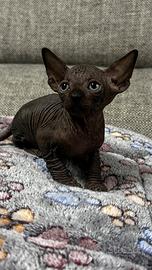 Sphynx