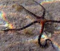 Stella serpentina Ofiura