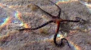 Stella serpentina Ofiura