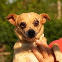 Nocciola, derivato pinscher detto pierrot