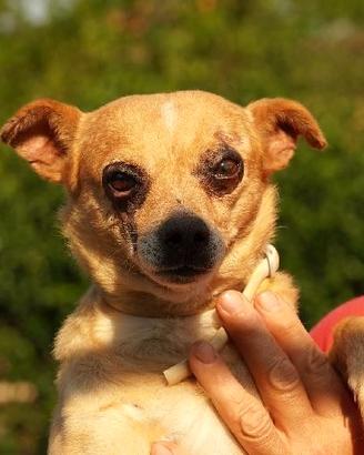 Nocciola, derivato pinscher detto pierrot