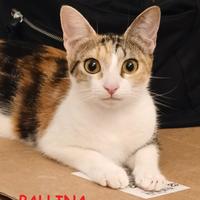 PALLINA micia tricolore di 8 mesi