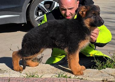 Pastore Tedesco cucciole con Pedigree