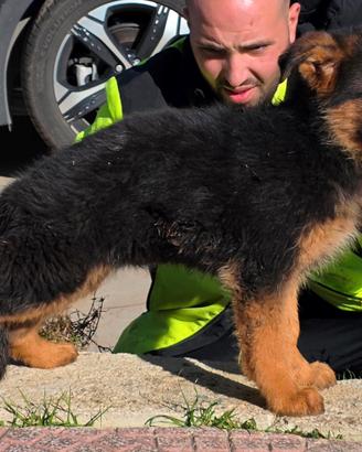 Pastore Tedesco cucciole con Pedigree