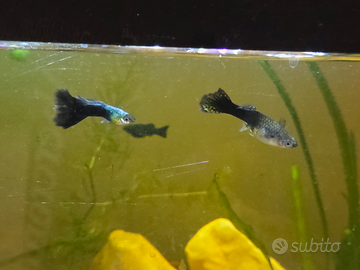 Pesci acquario