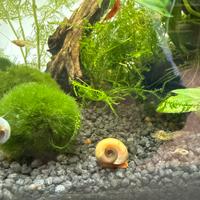 Lumache Planorbellae