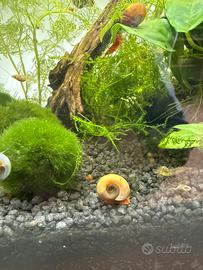 Lumache Planorbellae