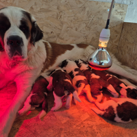 Cuccioli di San bernardo