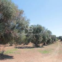 Terreno agricolo - San Vito dei Normanni