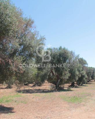 Terreno agricolo - San Vito dei Normanni