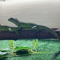 Iguane Verdi