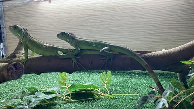 Iguane Verdi