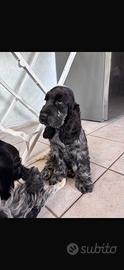 Cocker 90 giorni con pedigree