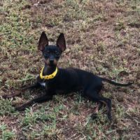 Maschietto pinscher toy per accoppiamento