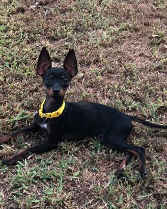 Maschietto pinscher toy per accoppiamento