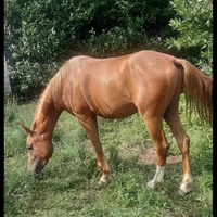 Cavallo quarabo di Anni 4