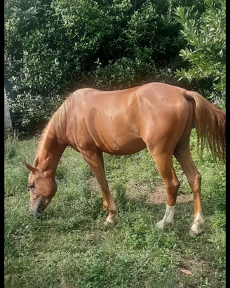 Cavallo quarabo di Anni 4
