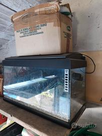 acquario