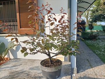 Prebonsai di Mirabolano