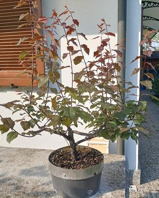 Prebonsai di Mirabolano