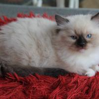 NATHANIEL cucciolo razza ragdoll con pedogree