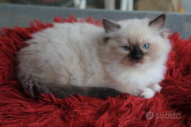 NATHANIEL cucciolo razza ragdoll con pedogree