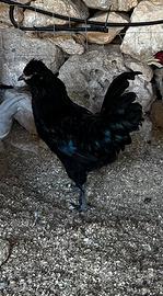 Aracauna inglese lavanda