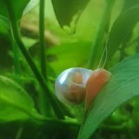 Lumaca lumache acquario laghetto stagno acqua dolc