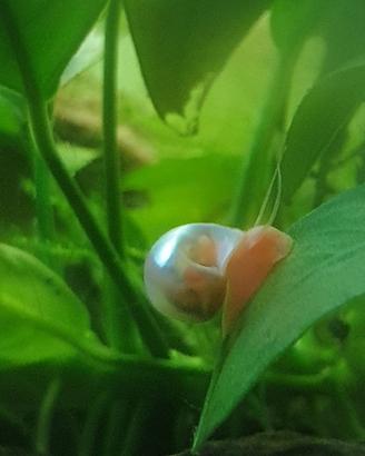 Lumaca lumache acquario laghetto stagno acqua dolc