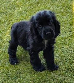 Cocker neri pedigree ENCI