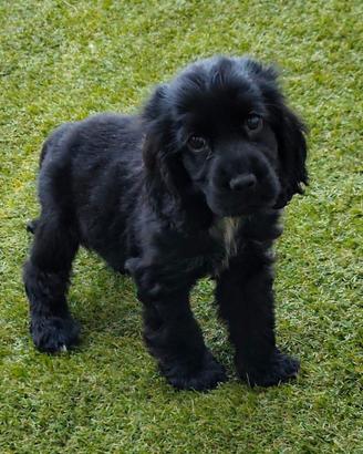 Cocker neri pedigree ENCI