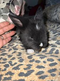 Congli testa di leone