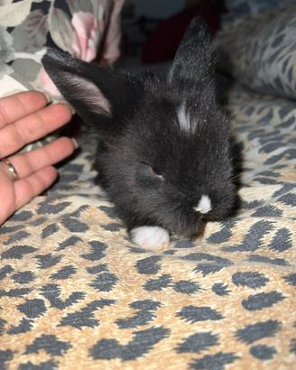 Congli testa di leone