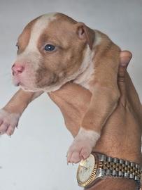 Pitbull UKC