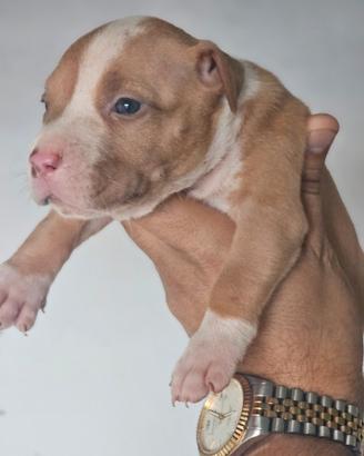 Pitbull UKC
