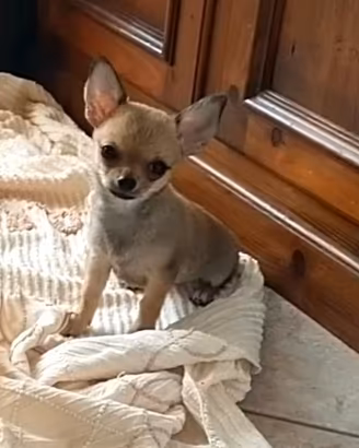 Chihuahua pelo corto femmina