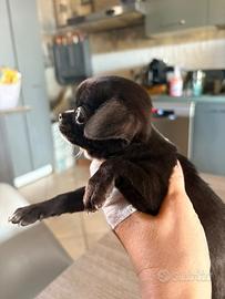 Chihuahua a pelo corto