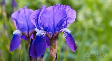 fiori da giardino IRIS VIOLA