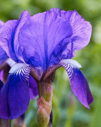 fiori da giardino IRIS VIOLA