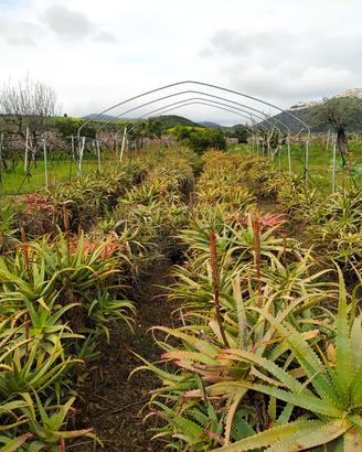 Pianta di Aloe ARBORESCENS