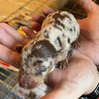 Cuccioli bassotti tedeschi kaninchen