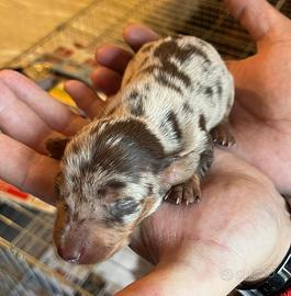 Cuccioli bassotti tedeschi kaninchen